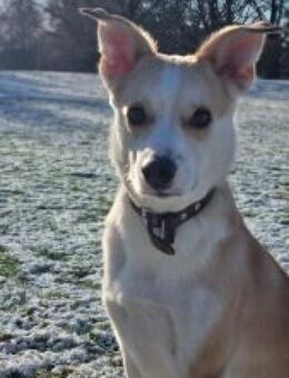 Timmy jetzt Albu 48 cm (Pflegestelle) - Alpenrod