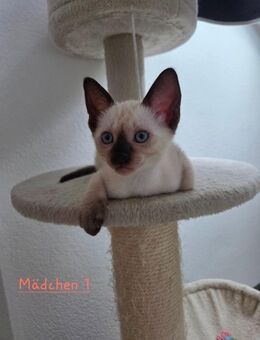 Siam kitten - Römerberg