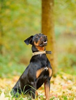 Foxy anspruchsvoller, treuer Begleiter - Chemnitz