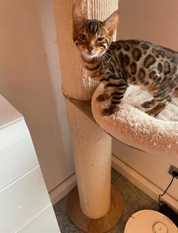 1 Bengal kitten Weibchen sucht ein schönes Zu Hause - Frechen Zentrum