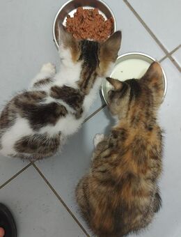 2 Kitten abzugeben - Delmenhorst