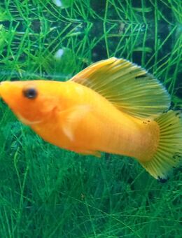 Diamantmolly - Hohenroth