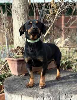 Fortunato - sucht sein Glück - Köln