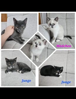 Kitten, Katze, Kater - Metzingen