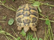 Griechische Landschildkröten THB - Ulm