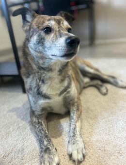 Mischlingshund - Kleve Zentrum