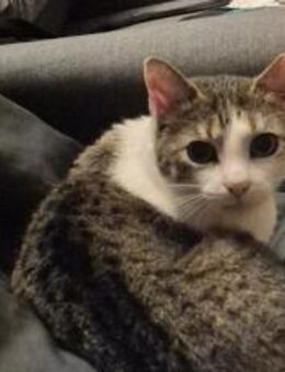 Duffy sucht Menschen mit Katzenverstand - München