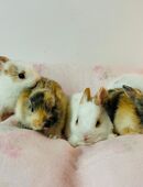 Zwergkaninchen Babys Farbenzwerge in 81377