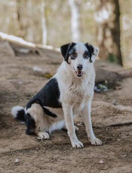 Jagdhundmix Ljubica - Ellerbek