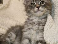 Maine Coon Kitten - Neuwied