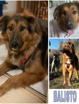 BALISTO -angenehm & freundlich- - Duisburg