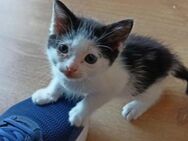 Kittenmädel Daniela sucht Spielkumpel - Bad Camberg