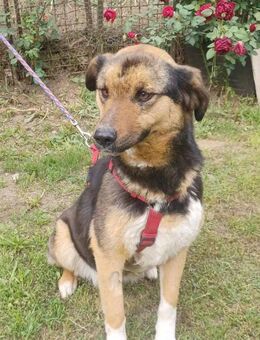 Lola, brave Hündin sucht neue Familie - Unterföhring