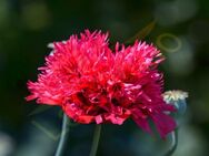 Gefüllt Roter Mohn Samen Mohnwiese Hummel rot Mohnpflanze selten Mohnsamen Samen Biene Blumen Mohnblumen heimisches Saatgut garden - Pfedelbach