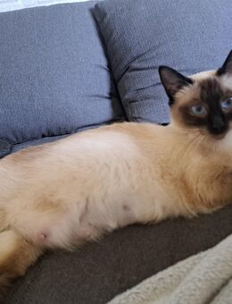 Siam Mix Kitten Katze - Kloster Lehnin