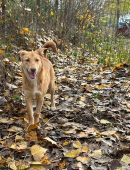 Honey hat einen Wunsch - Ein Zuhause - Oerlenbach