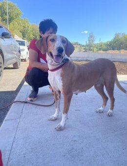 Martina sucht liebevolles Zuhause - Hamburg