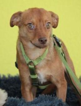 Hallo zusammen! Ich bin Amaro! - Hagen (Stadt der FernUniversität)