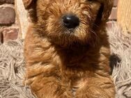 Labradoodle F1 - Hofbieber