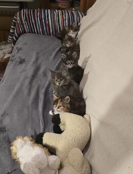 Reinrassige Maine Coon Kitten - Alt Meteln