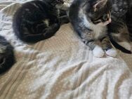5 Kitten BKH Mix - Rosenthal
