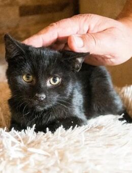 Suchen Pflegestellen für Kätzchen - Heidenheim (Brenz)