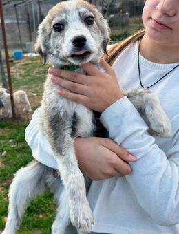 Babis- drollig tapsige Pfotenstar`s - Eixen