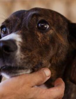 Lieber Baileys💗hübscher, sensibler Bub! - Hamburg