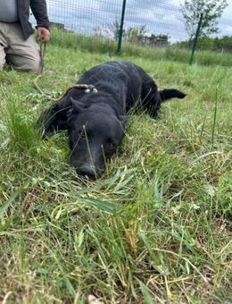 Dennis sucht ein liebevolles Zuhause - Nordwalde