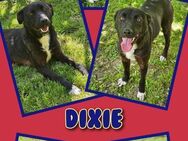 Schmuser Dixie sucht seinen Menschen! - Nürnberg