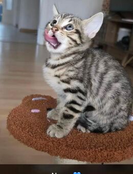 Bengal Kitten - Ketsch