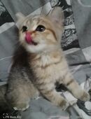 Bhk katze Lang Harr in 47445