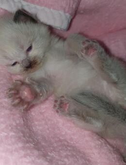 5 süße reinrassige Ragdoll Kitten - Zahna-Elster