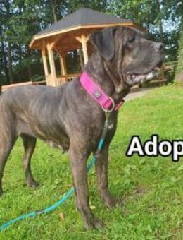 Wunderschöne Cane Corso Hündin Sunny - Möckern Pabsdorf
