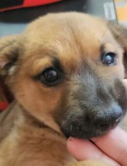 TAMARA - sucht ihre liebe Familie - Seggebruch