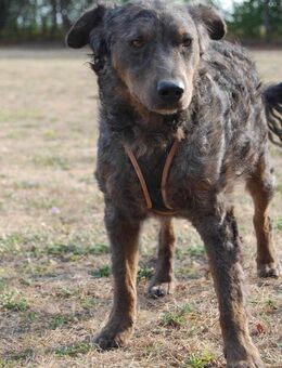 Schlauer Mudi Mix Rüde, 4 Jahre - Kappeln (Schleswig-Holstein)