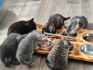 Sechs Zauberhafte BKH Katzen suchen ab Mitte Juni ein neues Zuhause!!!! - Braunsbedra