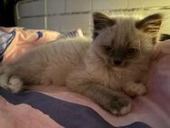 Heilige-Birma-Ragdoll Kitten Kater - Datteln