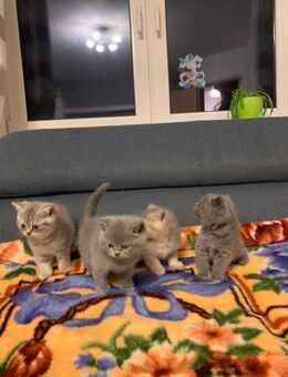 Wunderschöne Bkh Kitten - Werlte