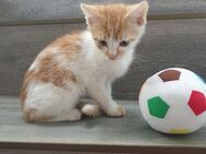 Babykatzen suchen neue Zuhause - Bad Bramstedt