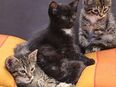 Ragdoll EKH Mix Kitten in 24837