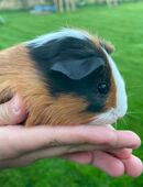 Süßer kleiner Meerschweinchen Bock Baby Böckchen in 56626