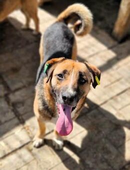 PEPPONE ~ begrüßt mit großer Freude - Duisburg