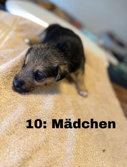 Noch 6 Welpen abzugeben ! - Gebhardshain