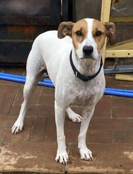 Verspielte Millie sucht ihr Team - Grevenbroich
