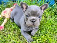 Premium Französische Bulldoggen Welpen *Blue* - Espelkamp