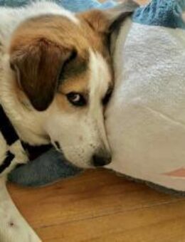 Sharky: Menschenfreund sucht Familie - München