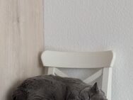 Kater BKH sucht neues Zuhause - Bad Neuenahr-Ahrweiler