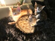 Bombay Mix Kitten suchen liebevolles und dauerhaftes Zuhause - Fuchsmühl