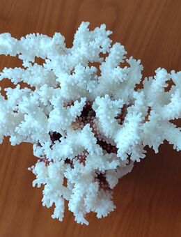 weiße Steinkoralle - Gütersloh Zentrum